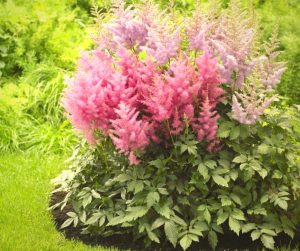 an astilbe is great for shade growing