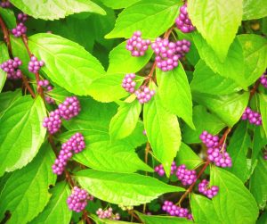 the beautyberry is a shade loving winter growth berry