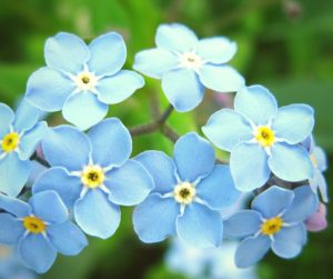 forget me nots add a light tough to a perennial garden