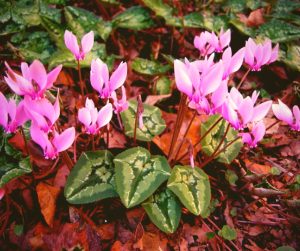 many plant options available for shade gardens