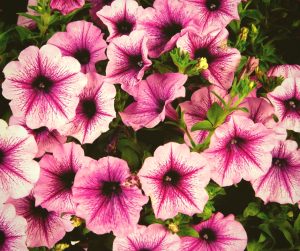 Grow petunias in the shade to add color to your shade garden