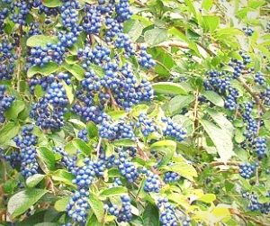 an incredible blue berry for your landscape