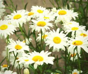 daisies can grow in shade