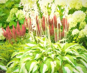 A flowering varigated hosta adds depth to your landscape