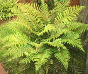 A fern is perfert for growing in the shade