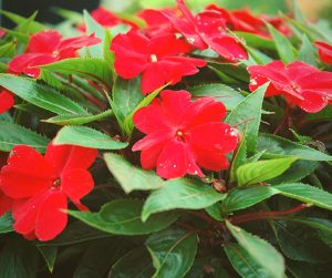 impatiens come in a variety of colors and love the shade