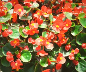a begonia can be grown anywhere