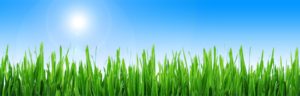 how to plant grass seed