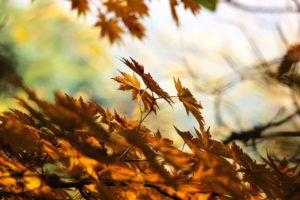 leaf removal