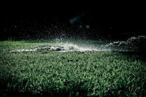 planting grass
