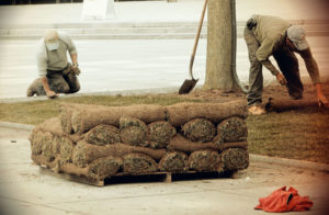 lawn sod