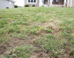lawn problems