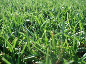shade grass