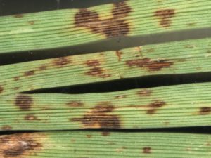 brown-blight