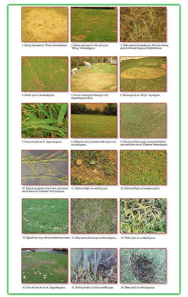 lawn diseases identification