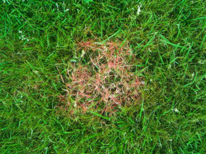 lawn diseases
