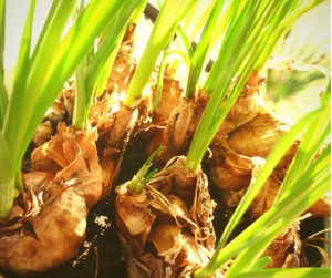 Sprouting flower bulbs in spring