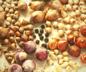 An assortment of flower bulbs