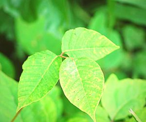 poison ivy leaves of three