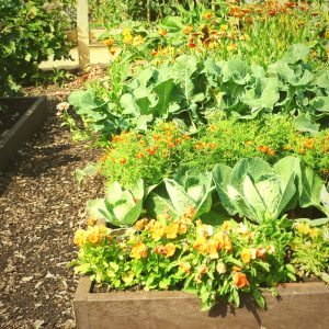 great companion planting will yield results