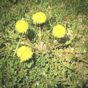 weeds hurt your landscaping dreams