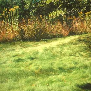the proper grasses will grow slow reducing mowing time