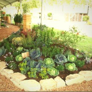 the broad leaves of cabbage add a nice accent, like hostas