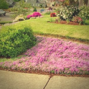 groundcover is a maintenance free slope landscape