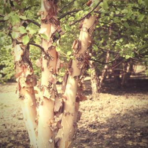 river birches add elegance to your landscaping
