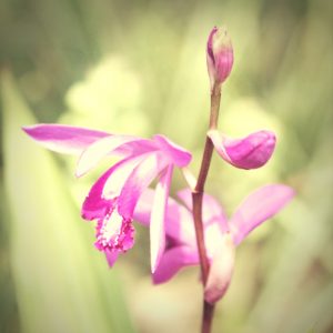 Orchids grow great in shade