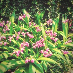 hardy orchids are great for landscaping