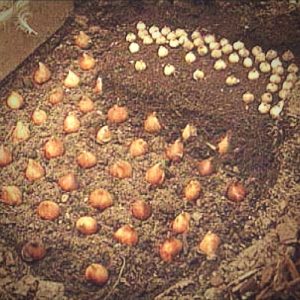 Planting bulbs at proper depths allows them to bloom throught the year