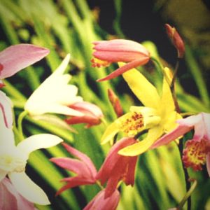 best orchids for shade gardens