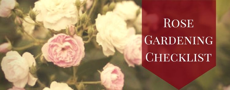 guide to growing ultimate roses