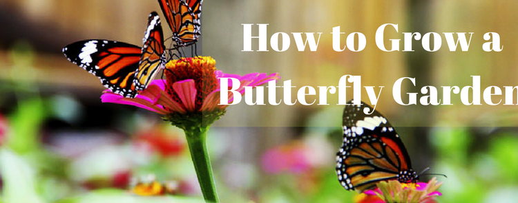 grow a butterfly garden
