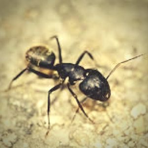 why do these ants smell when smashed