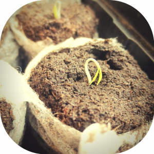 seed sprouts