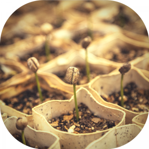 seeds started in cardboard containers