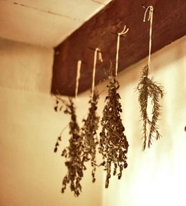 drying hanging herbs