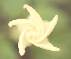 moonflowers create an evening oasis