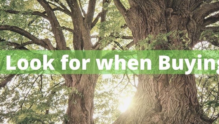 tree buying guide
